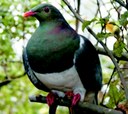Kereru in tree